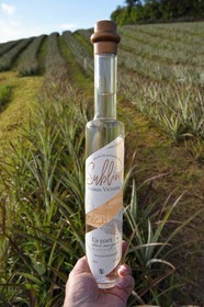 France, Reunion island (French overseas department), La Saline, Victoria pineapple eau de vie (brandy) from La Part des Anges Distillation and pineapple field