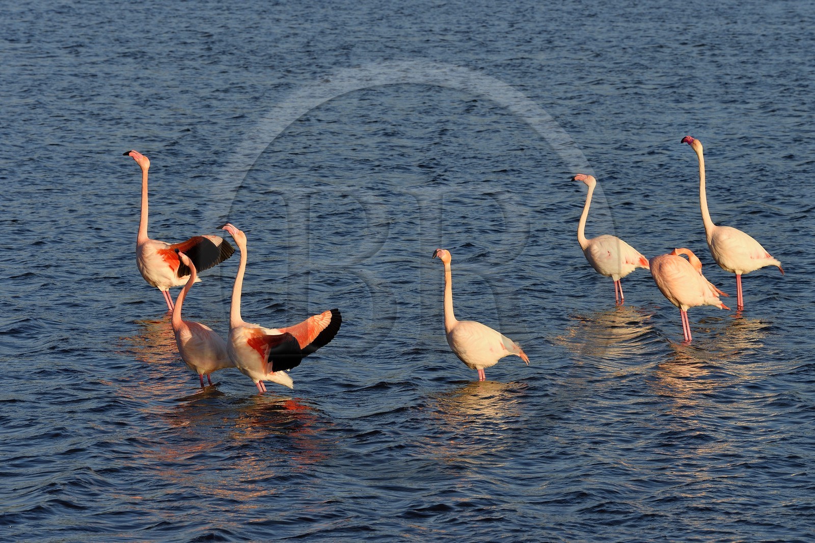 France, Aude (11), Narbonne, les Corbières, Gruissan, Flamants roses (Phoenicopterus roseus)