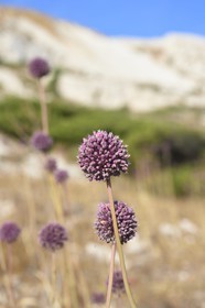 France, Bouches-du-Rhône (13), Marseille, Parc National des Calanques, Archipel des Iles du Frioul, Ile Ratonneau, fleur d'ail