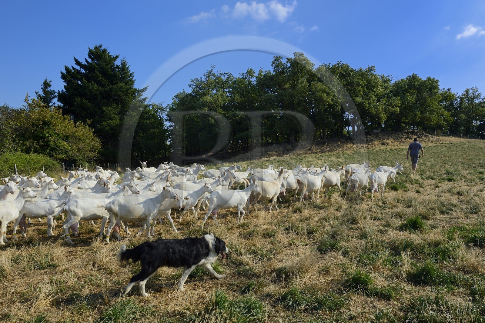 France, Loire (42), Parc Naturel Régional du Pilat, Pélussin, production par le GAEC de la Cabriole du fromage de chèvre Rigotte de Condrieu AOC, le troupeau de chèvres de Claude et André Boucher