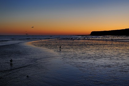 France, Seine-Maritime, Veules-les-Roses, seagulls on the beach and the cliffs at dawn