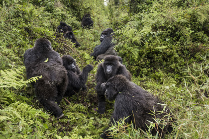 Rwanda, Province du Nord, Parc National des Volcans dans la chaine des Monts Virunga, mont Karisimbi, gorilles des montagnes (Gorilla beringei beringei), le dos argenté (silverback) nommé Impuzamahanga qui est le male dominant au centre en arrière plan