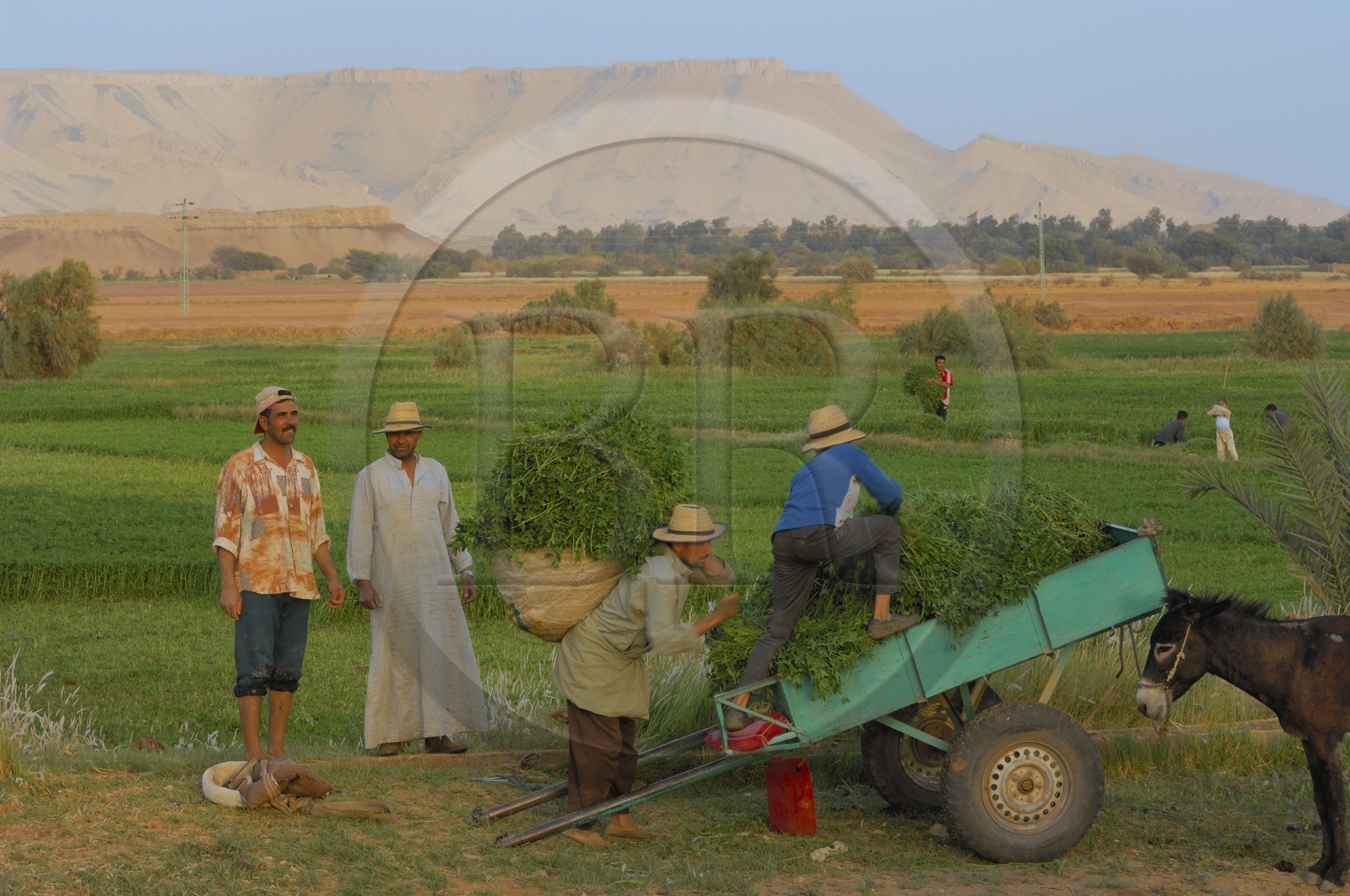 Egypte, désert libyque, oasis de Dakhla, travaux des champs