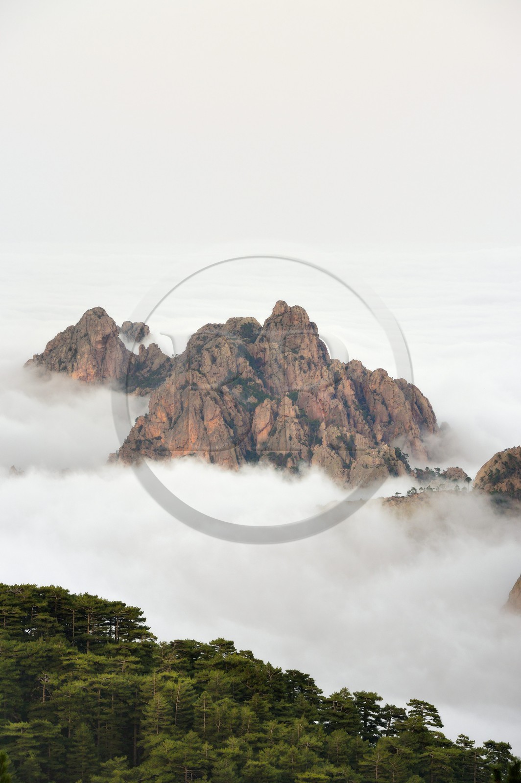 France, Corse-du-Sud (2A), Alta Rocca, sommets des monts à l'Est du col de Bavella émergeants des nuages et la forêt de Bavella de pins laricio en premier plan