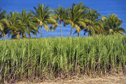 France, Reunion island (French overseas department), south coast, Petite-Ile, sugar cane field