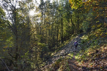 France, Vosges (88), Parc naturel régional des ballons des Vosges, Saint-Maurice-sur-Moselle, randonneur marchant vers le Col des Perches non loin de Gazon Rouge
