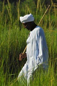 Egypte, Haute Egypte, Nubie, vallée du Nil, Assouan, la rive ouest, campagne nubienne, paysan dans les champs