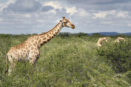 Namibie, région de Oshikoto, Parc National d'Etosha, girafes (Giraffa camelopardalis)