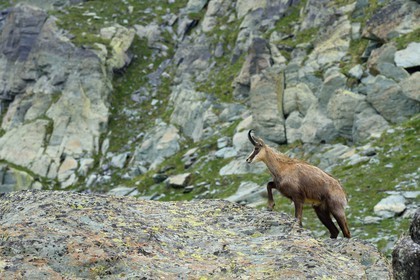 France, Alpes-Maritimes, parc national du Mercantour (Mercantour National Park), the Vallee des Merveilles (Valley of Wonders) towards the Pas de l'Arpette (Arpette pass), adult male chamois