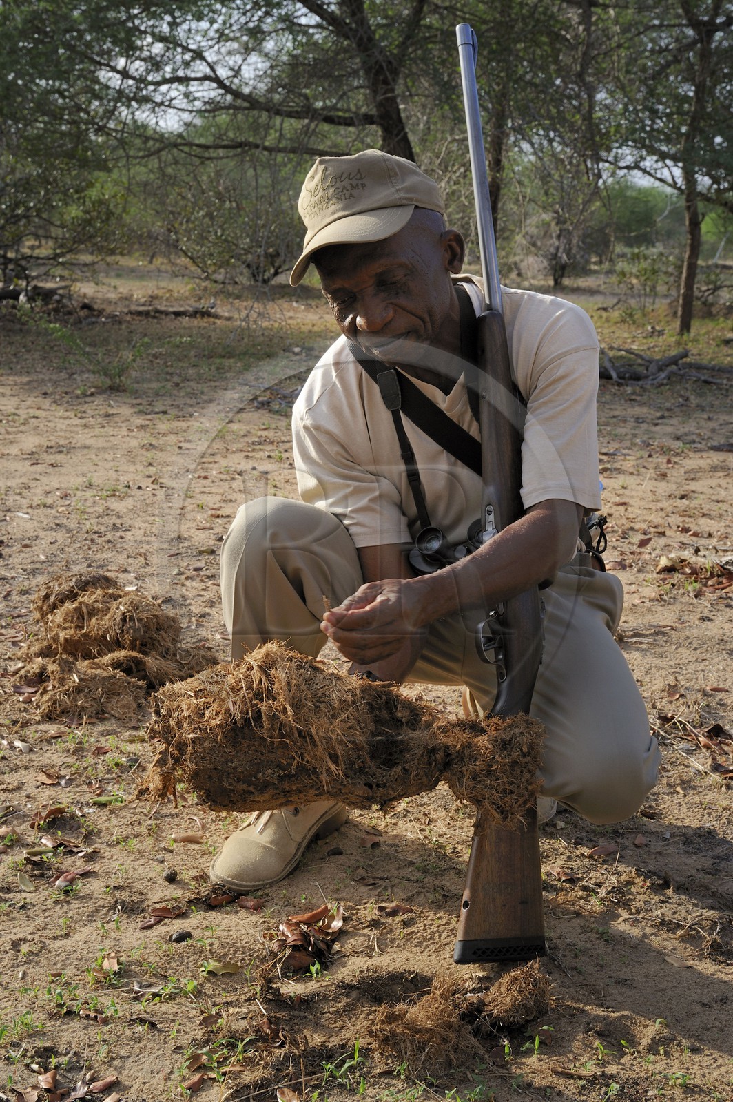 Tanzanie, Reserve de gibier de Selous une des plus grandes zones protégées au monde et inscrite sur la liste du patrimoine mondial de l’Unesco depuis 1982, Mtambo le ranger du Selous Camp observe des déjections d'éléphants