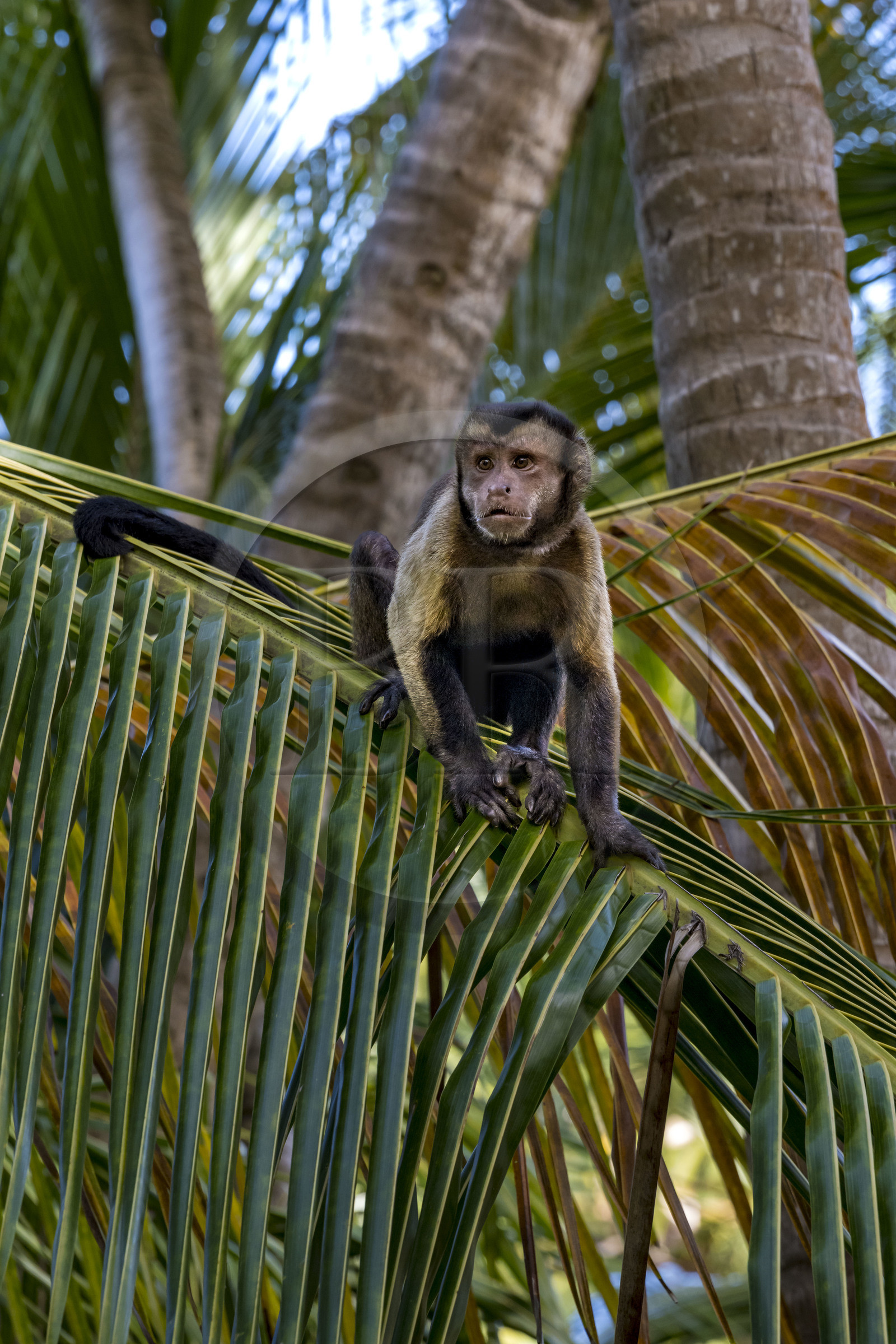 France, Guyane, Kourou, Iles du Salut, Ile Royale, singe Capucin brun (Sapajus apella) ou Sapajou apelle ou Capucin à houppe noire