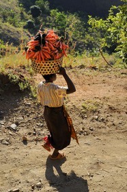 Tanzania, Morogoro district, Uluguru mountains, around the former german refuge called Morningside, woman carrying a basket of carrots on her head