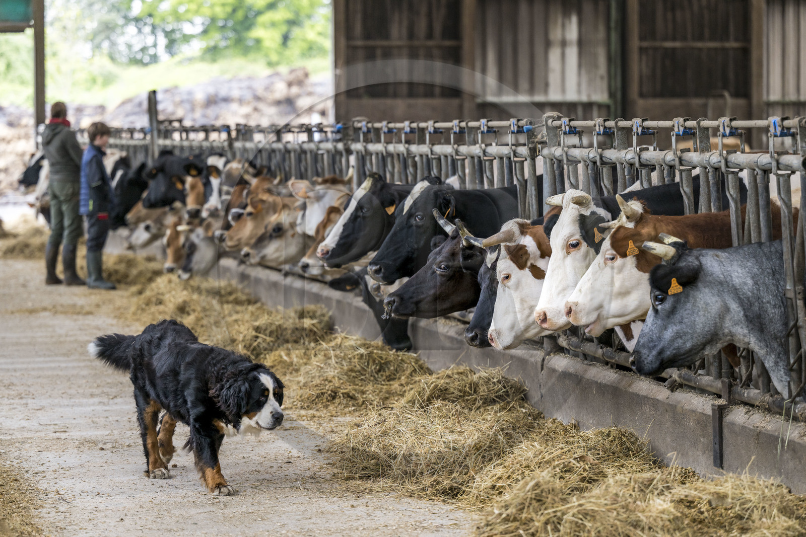 France, Vendée (85), Saint-Mesmin, ferme bio Epicoeur de la Rambaudière, troupeau de 70 vaches laitières élevées par Nicolas et Charlotte Audouin