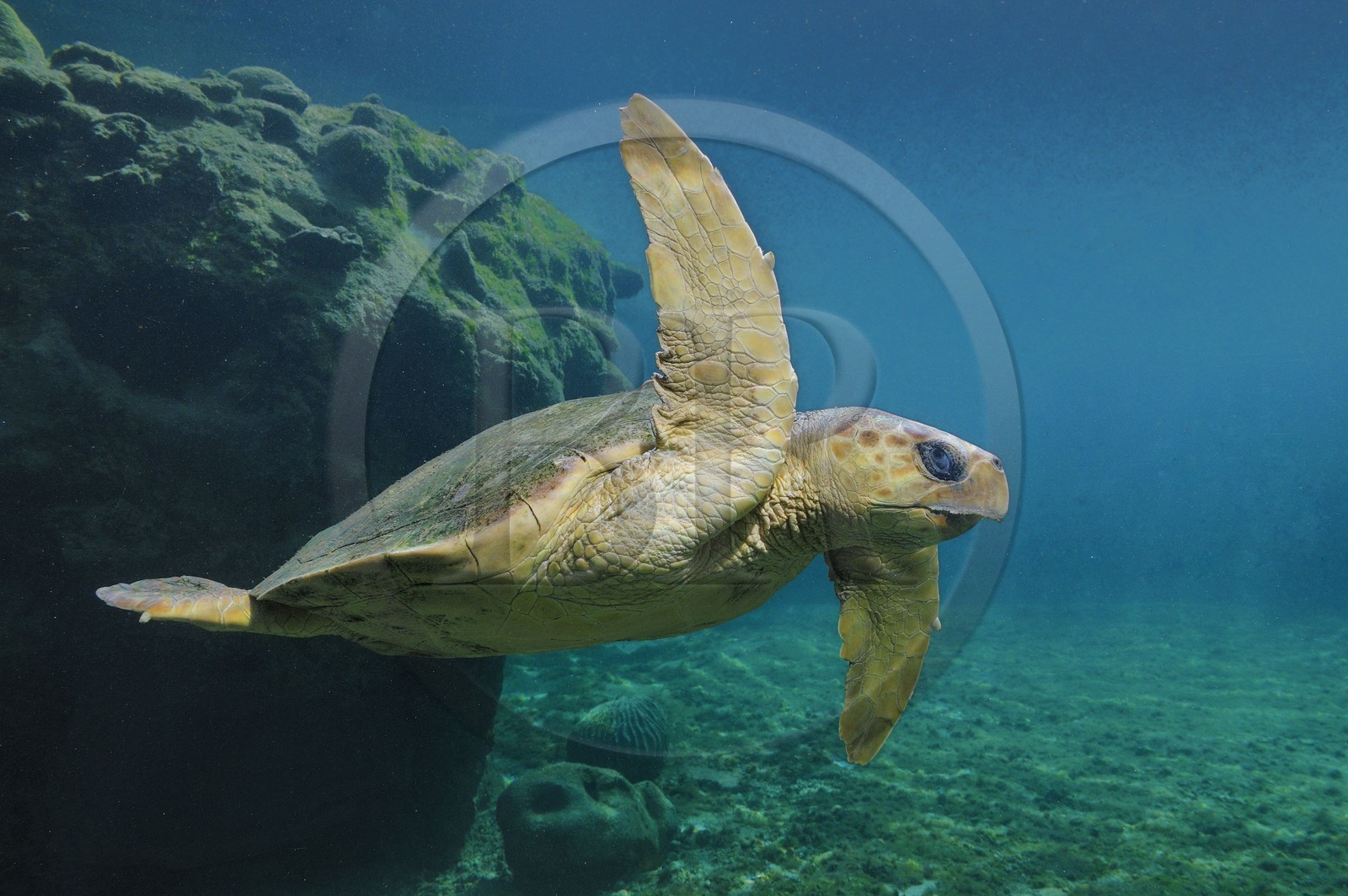 France, Reunion Island, Saint Leu, Kelonia, the Observatory of Marine Turtles (underwater view)