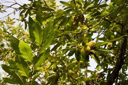 France, Var, Massif des Maures, Collobrières, chestnuts in their bug