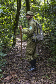 Rwanda, Province de l’Ouest, Nyakabuye, Parc national de Nyungwe, forêt tropicale humide naturelle de Cyamudongo, le garde de African Parks Claver Mtoyinkima sur la piste des chimpanzés