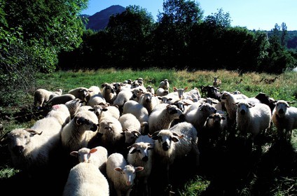 France, Drôme, Pays du Buëch, Villebois les Pins, sheep and goats