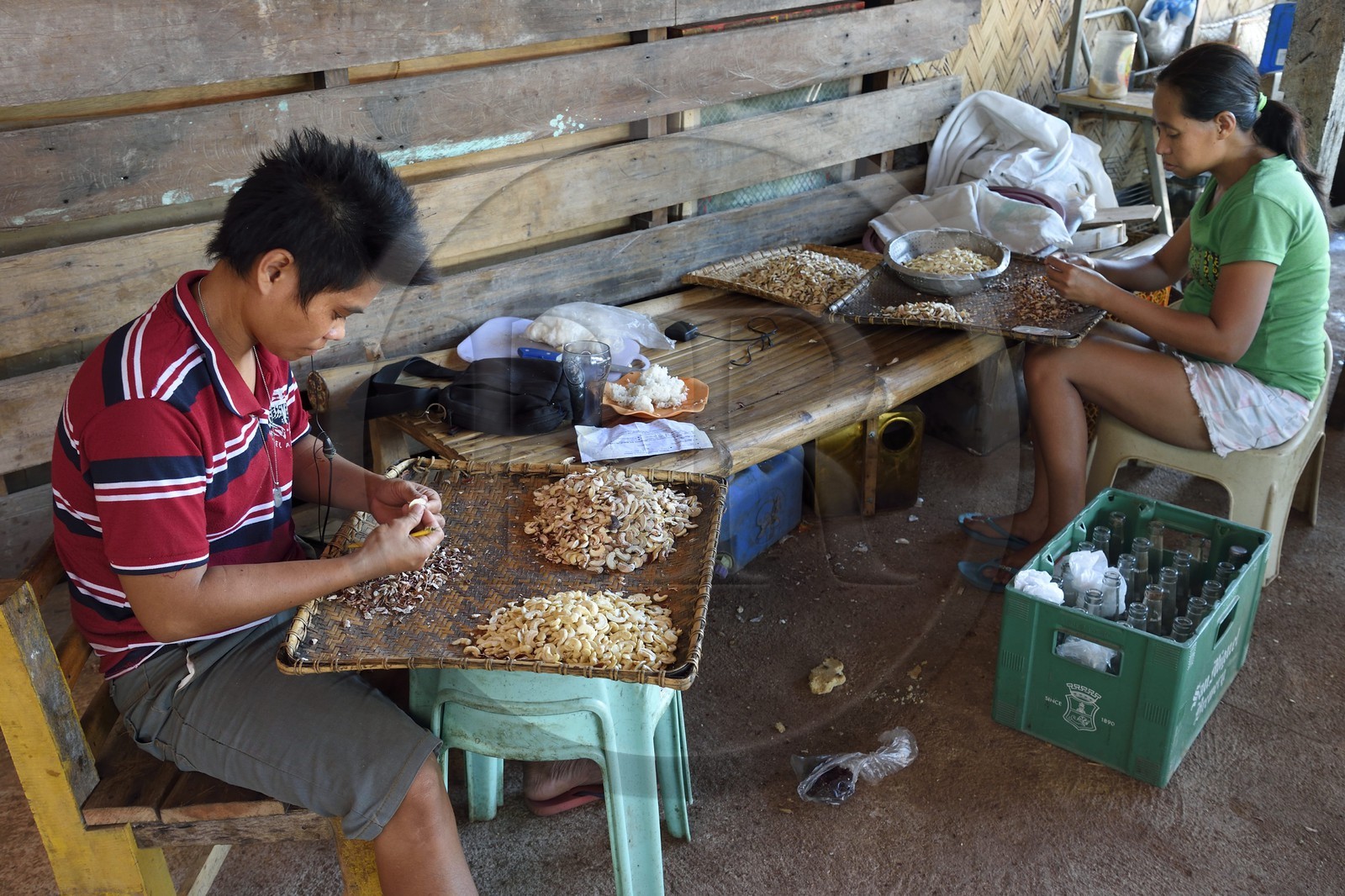 Philippines, Calamian Islands dans le nord de Palawan, Busuanga Island, ville de Coron, Coron Harvest Cashew factory, préparation des noix de cajou