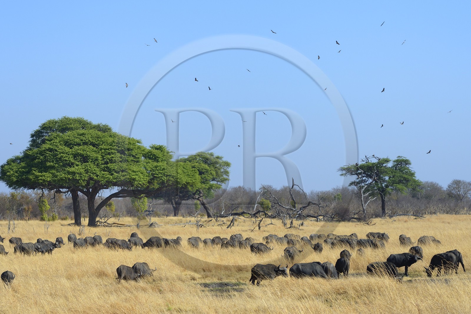 Zimbabwe, province de Matabeleland septentrional, parc national Hwange, buffles d'Afrique (Syncerus caffer) et survol de vautours
