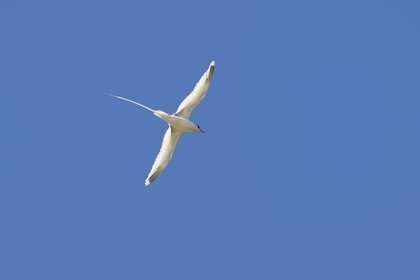France, Reunion island (French overseas department), south coast, Petite-Ile, white-tailed tropicbird (Phaethon lepturus) is one of the emblems of the Mascarenes