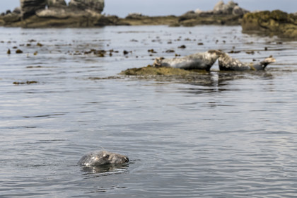 France, Finistère, Penmarch, Étocs archipelago, gray seal (halichoerus grypus)