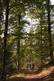 France, Vosges, Le Valtin, hike in the Valtin valley in the upper Meurthe valley, crossing the beech and white fir tree forest