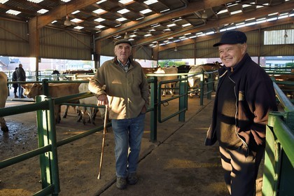 France, Seine Maritime, Forges les eaux, livestock market (mainly cows)