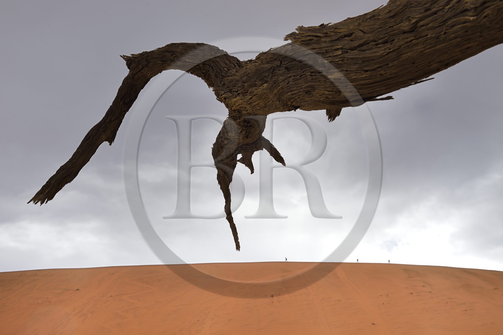 Namibie, région d'Hardap, désert du Namib, parc national du Namib-Naukluft, Erg du Namib classé Patrimoine Mondial de l'UNESCO, dunes de Sossusvlei, arbre mort de Camelthorn Acacia (Acacia erioloba) à Dead Vlei et randonneurs sur la dune Big Daddy en arrière plan