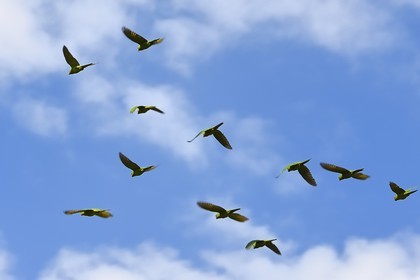 Nicaragua, Ile d'Ometepe réserve mondiale de Biosphère sur le lac Nicaragua, marais le long du Rio Istian, vol de perroquets