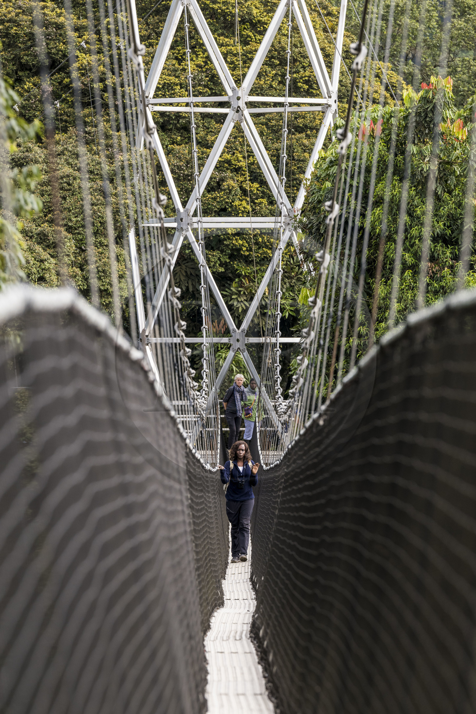 Rwanda, Province de l’Ouest, Colline Ibanda à Uwinka, Parc national de Nyungwe, la Canopy walkway passerelle suspendue qui surplombe la canopée de la forêt tropicale à 70 mètres de haut
