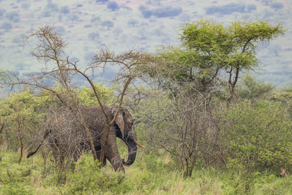 Rwanda, Parc national de l'Akagera, Eléphant de savane (Loxodonta africana)