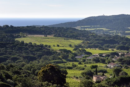 France, Var, Presqu'ile de Saint-Tropez, Ramatuelle, the vineyards of Ramatuelle and the lighthouse of Cap Camarat in the background