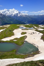 Georgia, Upper Svaneti (Zemo Svaneti), Mestia, herd of cow around the Koruldi Lake on the foothills of Mount Ushba