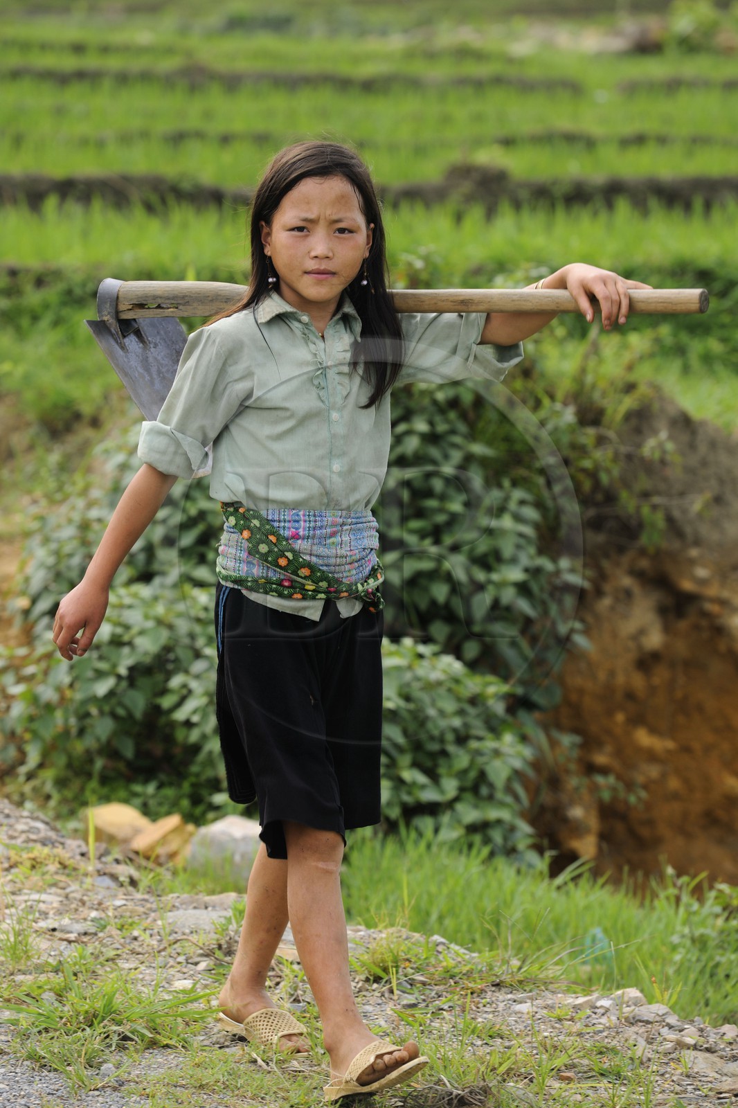 Vietnam, province de Lao Cai, région de Nord-Ouest de Sapa, jeune fille de la minorité Hmong Bleu dans les rizières