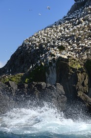 France, Cotes-d'Armor, Perros-Guirec, Sept-Iles Archipelago and bird sanctuary, Rouzic island, northern gannets colony (Morus bassanus), single point of nesting in France for more than 20,000 couples