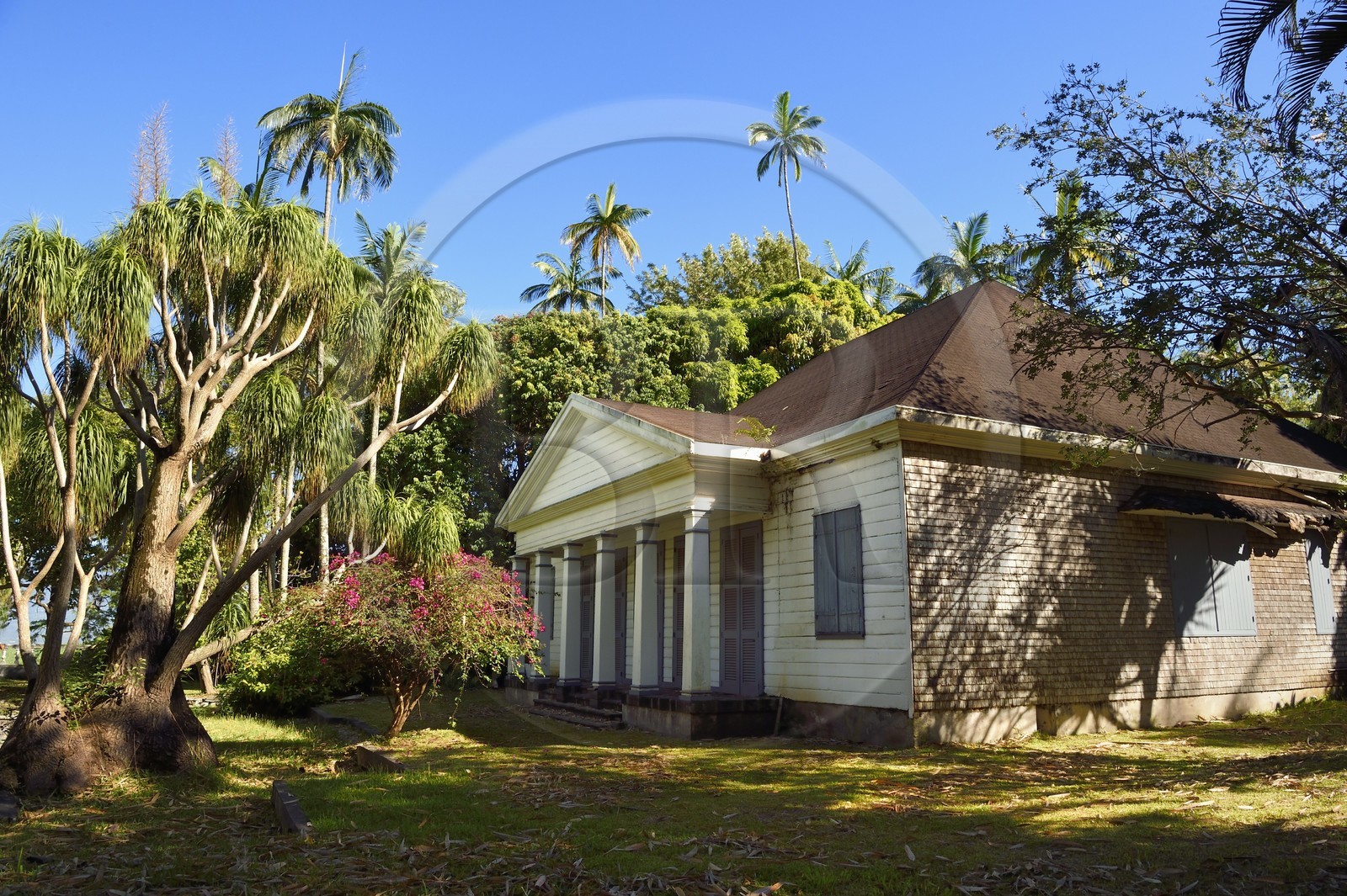 France, Ile de la Reunion, Case historique de la propriété de la famille Isautier dans les hauts de Saint-Pierre, au premier plan à gauche un arbre appelé Pied d'Elephant (Beaucarnea recurvata)