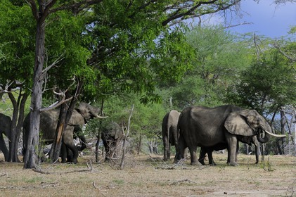 Tanzania, Selous Game Reserve is one of the largest fauna reserves of the world and designated a UNESCO World Heritage Site in 1982, African Bush Elephant (Loxodonta africana)