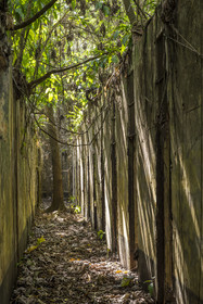 France, French Guiana, Kourou, Salvation Islands (Iles du Salut), Saint Joseph Island, ruin of the penal colony dedicated to the seclusion of the most difficult prisoners