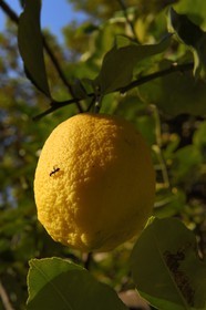 France, Alpes-Maritimes (06), Menton, le domaine de la Citronneraie créé par François Mazet, le Citron de Menton n’est pas ciré et ne subit aucun traitement chimique après la récolte