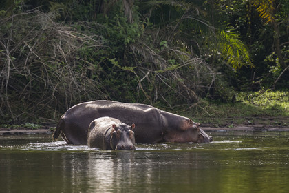 Rwanda, Parc national de l'Akagera, le lac Ihema, Hippopotames (Hippopotamus amphibius)