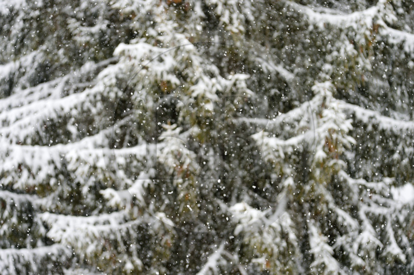 France, Haute-Savoie (74), Les Carroz d'Arâches, sapins recouverts de neige