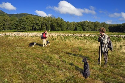 France, Puy de Dome, Parc Naturel Régional des Volcans d'Auvergne (regional nature park of Auvergne volcanoes), Chaine des Puys listed as World heritage by UNESCO, the two shepherdesses Ostiane and Charlotte keeping a flock of Rava sheep at the foot of the Puy de Dôme volcano