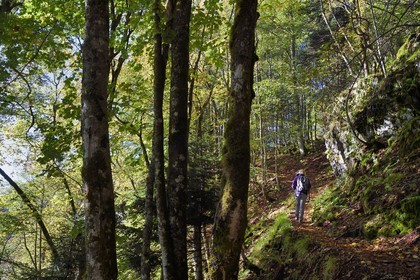 France, Haut Rhin, Ballons des Vosges Regional Natural Park, Rimbach pres Masevaux, hiker walking on the GR5 hiking trail over the Lac des Perches