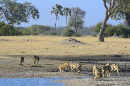 Zimbabwe, Matabeleland North Province, Hwange National Park, group of lions (Panthera leo) around a pond