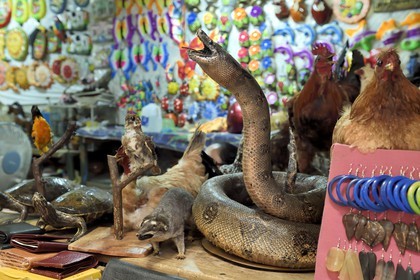 Nicaragua, Masaya, le marché Mercado Municipal Ernesto Fernandez, serpent empaillé