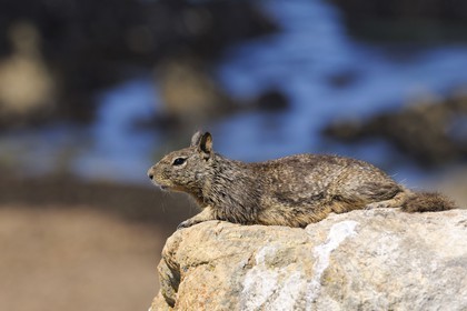 Etats-Unis, Californie, 17 mile drive, écureuil
