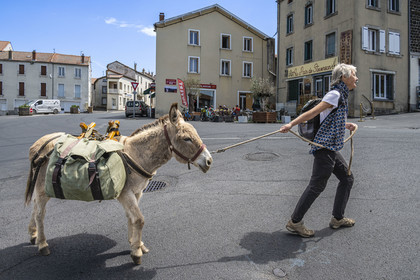France, Haute-Loire (43), Landos, hiking with a donkey on the Robert Louis Stevenson Trail (GR 70), village crossing