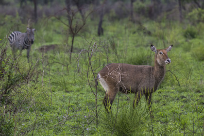 Rwanda, Parc national de l'Akagera, Cobe Defassa (Kobus ellipsiprymnus defassa) femelle