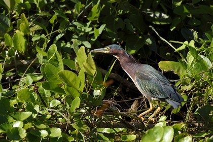 Nicaragua, Ometepe Island World Biosphere Reserve in Lake Nicaragua, marshe along the Rio Istian, Green Heron (Butorides virescens)