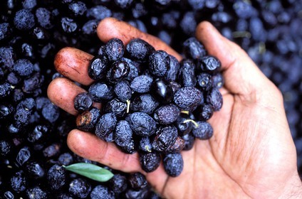 France, Drome, Mirabel aux Baronnies, olives